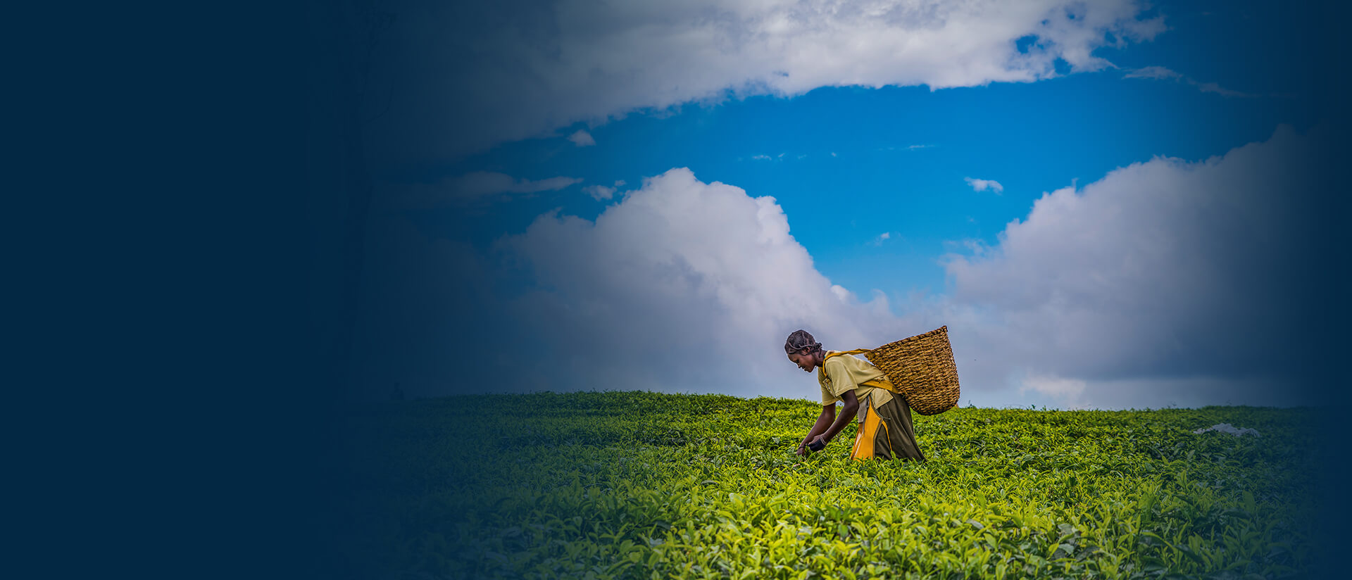 Agriculture