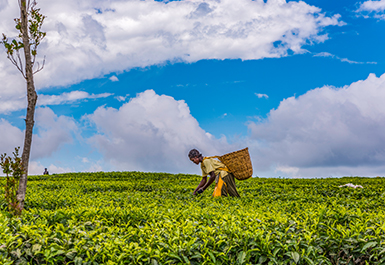 https://www.continental-re.com/fr/que-faisons-nous/products/agriculture/